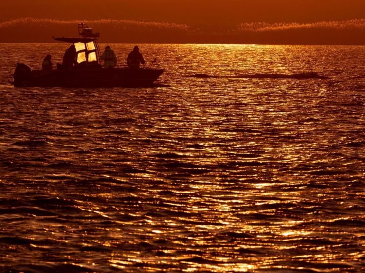Waiting for a transport barge – or will the whale swim off itself?