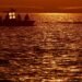 Waiting for a transport barge – or will the whale swim off itself?