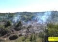 Endemic plants from the Cayes botanical garden burned and transformed into charcoal
