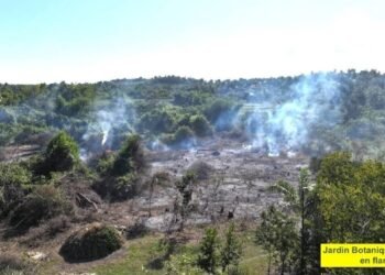 Endemic plants from the Cayes botanical garden burned and transformed into charcoal