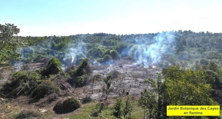 Endemic plants from the Cayes botanical garden burned and transformed into charcoal