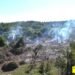 Endemic plants from the Cayes botanical garden burned and transformed into charcoal