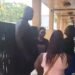 WATCH: Former NBA Superstar Shaquille O’Neal Thrills Fans in Antigua and Barbuda
