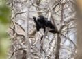 What you don’t see in forest fires: this is how wild animals die trapped by fire