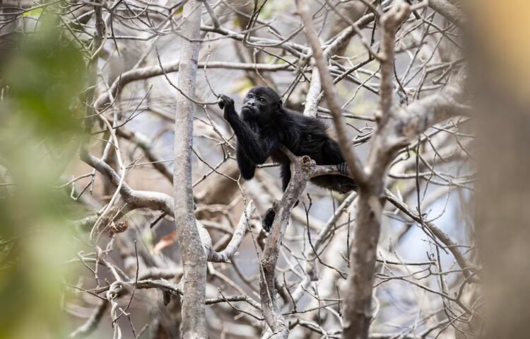 What you don’t see in forest fires: this is how wild animals die trapped by fire