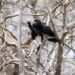 What you don’t see in forest fires: this is how wild animals die trapped by fire