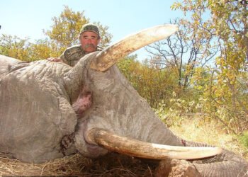 A herd of elephants found and killed an American millionaire hunter