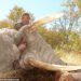 A herd of elephants found and killed an American millionaire hunter