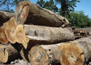 The country that denounces but does not punish environmental crimes