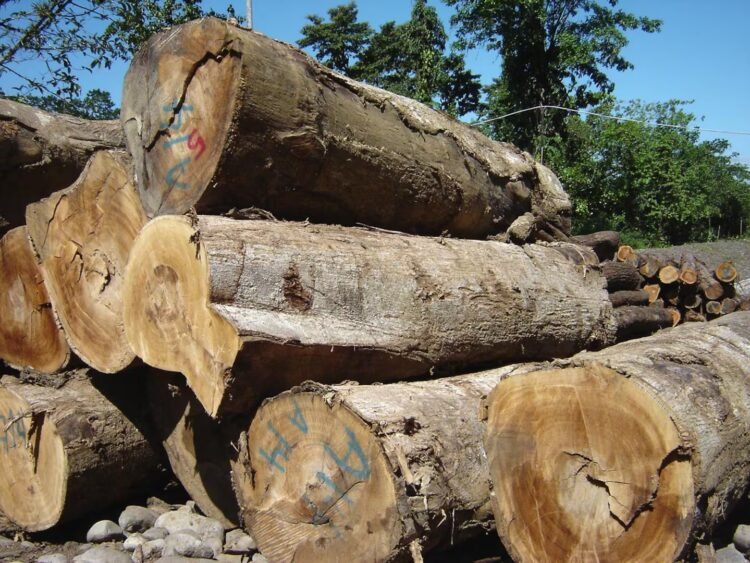The country that denounces but does not punish environmental crimes