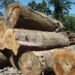 The country that denounces but does not punish environmental crimes