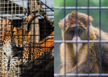 Trade in wild animals increases the risk of transmission of pathogens from animals to humans