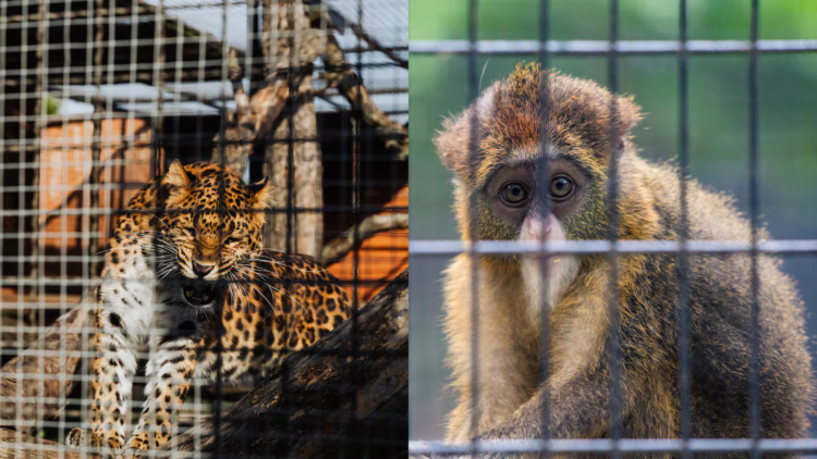 Trade in wild animals increases the risk of transmission of pathogens from animals to humans