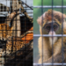 Trade in wild animals increases the risk of transmission of pathogens from animals to humans