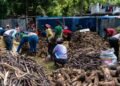 Limbe: agricultural fair to strengthen productivity