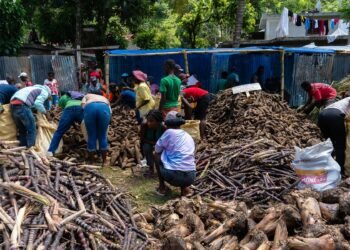 Limbe: agricultural fair to strengthen productivity
