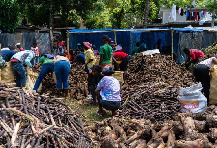 Limbe: agricultural fair to strengthen productivity