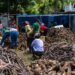 Limbe: agricultural fair to strengthen productivity