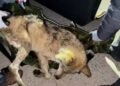 (LEAD) Wolf captured, returned to zoo 9 days after escape