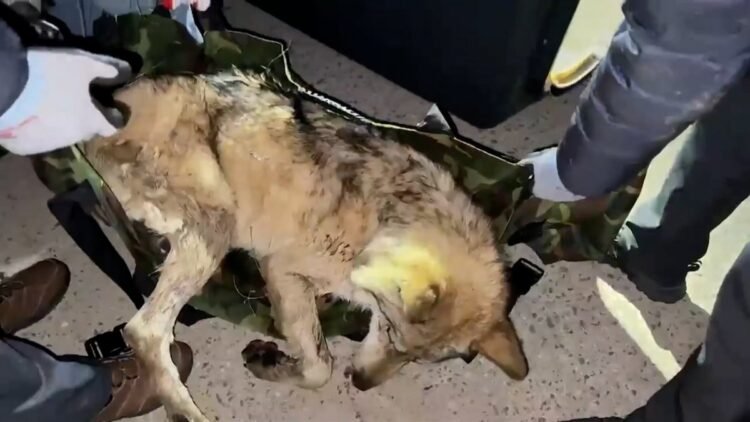 (LEAD) Wolf captured, returned to zoo 9 days after escape