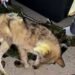 (LEAD) Wolf captured, returned to zoo 9 days after escape