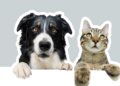 Is your pet stressed? These signs can go unnoticed