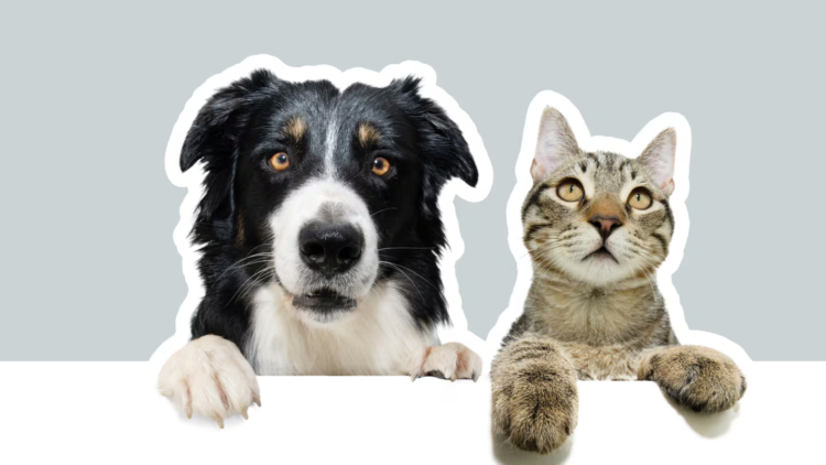 Is your pet stressed? These signs can go unnoticed