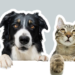 Is your pet stressed? These signs can go unnoticed