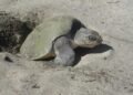 845 Paslama turtles released into the Pacific, an endangered species