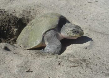 845 Paslama turtles released into the Pacific, an endangered species
