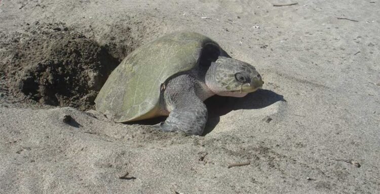 845 Paslama turtles released into the Pacific, an endangered species