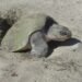845 Paslama turtles released into the Pacific, an endangered species