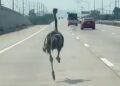 Fleeing ostrich runs wild on a Thai highway: watch the video