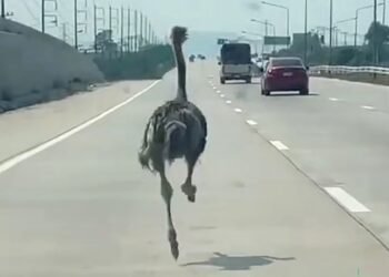 Fleeing ostrich runs wild on a Thai highway: watch the video