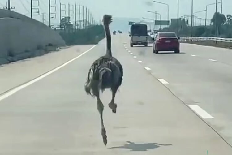 Fleeing ostrich runs wild on a Thai highway: watch the video