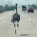 Fleeing ostrich runs wild on a Thai highway: watch the video