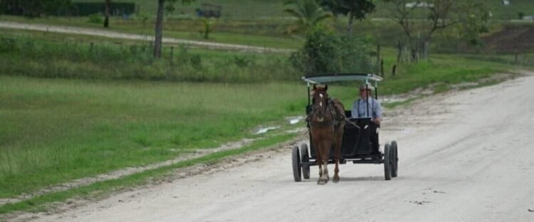 CONSIDERATION — Conservative Mennonites in particular want to go to Suriname – the True Time