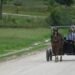 CONSIDERATION — Conservative Mennonites in particular want to go to Suriname – the True Time