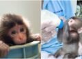 “Punch”: Caretaker of the viral monkey talks about his birth; zoo shares tender images
