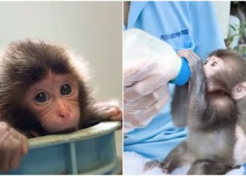 “Punch”: Caretaker of the viral monkey talks about his birth; zoo shares tender images