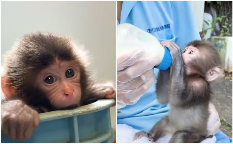 “Punch”: Caretaker of the viral monkey talks about his birth; zoo shares tender images