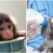 “Punch”: Caretaker of the viral monkey talks about his birth; zoo shares tender images