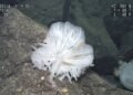 Scientists discover ‘life in a glass castle’ and dozens of new marine species
