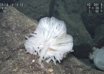 Scientists discover ‘life in a glass castle’ and dozens of new marine species