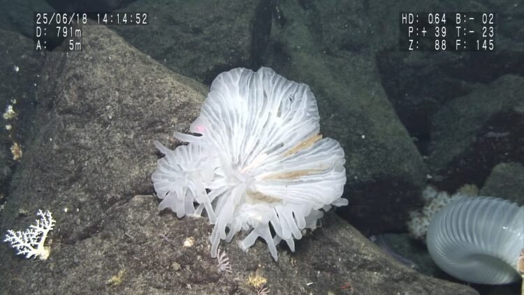 Scientists discover ‘life in a glass castle’ and dozens of new marine species
