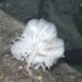 Scientists discover ‘life in a glass castle’ and dozens of new marine species
