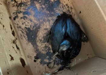 More than 200 birds covered in oil saved in the Black Sea