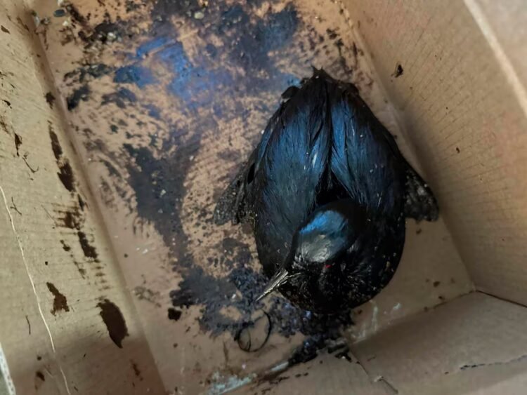 More than 200 birds covered in oil saved in the Black Sea