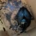 More than 200 birds covered in oil saved in the Black Sea