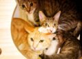 Pet cats outnumber pet dogs, survey shows